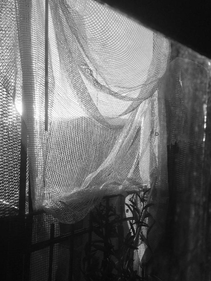 black and white curtain